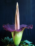 Titan  One of the Worlds Largest Flowers  Sumatra