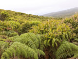 Galapagos Miconia  and Tree Ferns  Galapagos  Ecuador