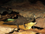 Pygmy Chameleon  Madagascar