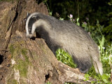 Badger  Foraging  Vaud  Switzerland