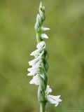 Autumn Ladies Tresses Orchid  Spike Close Up  UK