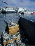 Seagulls and Sardine Catch  Spain