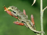 Duvaucels Gecko  Resting on Flax Flowers  New Zealand