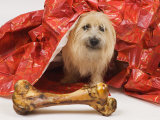 Adult Cairn Terrier Enjoying Christmas