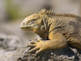 Land Iguana  South Plaza Island  Ecuador