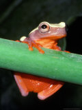 Clown Frog S America