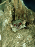 Milne-Edwards Sportive Lemur  Madagascar