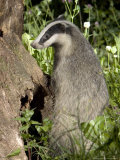 Badger  Foraging  Vaud  Switzerland