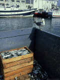 Seagull and Sardine Catch  Spain
