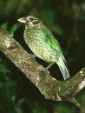 Spotted Catbird  Queensland  Australia