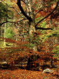 Scene in Fall Near Cades Cove  Tennessee  USA