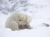Polar Bears  Pair of Cubs  Churchill  Canada