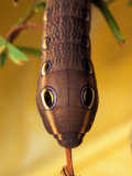 Sphinx Moth Caterpillar with False Eye Spots