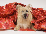 Adult Cairn Terrier Enjoying Christmas