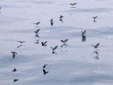 White-Vented Storm Petrels  Feeding  Ecuador