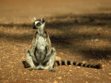 Ring-Tailed Lemur  Sunbathing  Madagascar