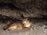 Mountain Lion  Adult and Young Cub in Den  Rocky Mountains