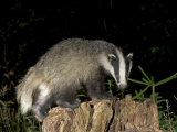 Badger  Foraging on Tree Stump  Vaud  Switzerland
