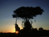 Elephants  Bull Feeding at Dawn  Kenya