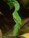 Long-Nosed Tree Snake  Ahaetulla Prasina  South East Asia