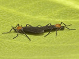 Love Bugs  Mating