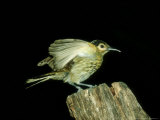 Macleays Honeyeater  Australia