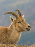 Ibex  Portrait of Female  Switzerland