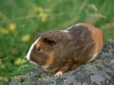 Smooth Coat Guinea Pig