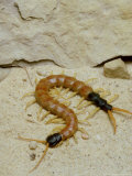 Giant Desert Centipede  Arizona