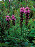 Flowering Plant