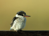 Striped Kingfisher  Kenya
