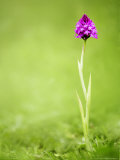 Pyramid Orchid  Devon  UK