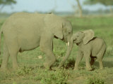 African Elephant  Young  Kenya
