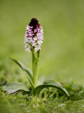 Burnt Orchid  Hampshire  UK