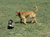 Striped Skunk in Defensive Posture Trying to Spray Dog