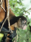 Spider Monkey  Male  Panama