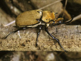Rhinoceros Beetle  Panama