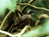 Helmeted Friarbird  Queensland  Australia