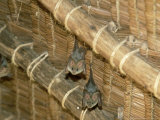 Yellow Wing Bats  Nairobi  Africa