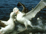 Wandering Albatross  Adult Birds Fighting  New Zealand