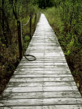 Boardwalk in Loda Lake Wildflower Sanctuary  MI
