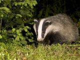 Badger  Foraging  Vaud  Switzerland