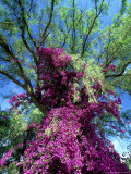 Bougainvillea  Kenya  Africa