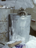Raccoon  Climbing out of Urban Garbage Can  Winter