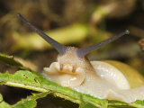 Land Snail  Great Smokey Mountains National Park  USA