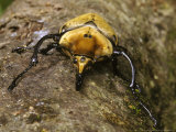 Rhinoceros Beetle  Panama