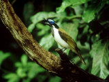 Blue-Faced Honeyeater  Australia