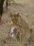 Lion  Lioness with Baby Impala Kill  Kenya  Africa