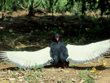 Bateleur  Sunning  Kenya