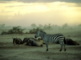 Plains Zebra at Dusk  Kenya